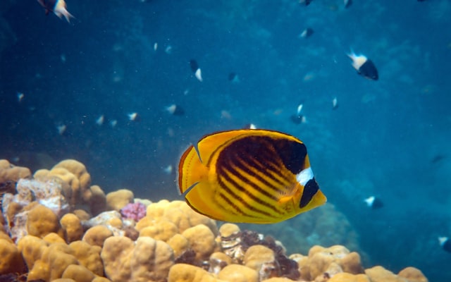 Photo by laura adai on Unsplash — representative image for Loggerhead Marinelife Center