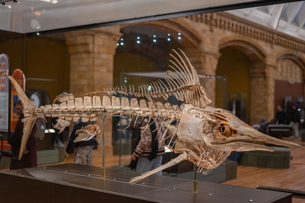 Photo by Jorge Escobedo on Unsplash — representative image for Prehistoric Dinosaurs with OMSI