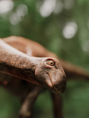 Photo by Arjun Raj on Unsplash — representative image for HMOC’s From Dinosaurs to People 2027