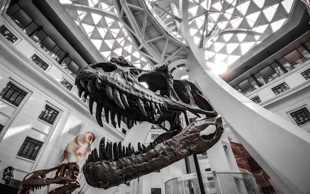 Photo by Kevin Rein Bantang on Unsplash — representative image for Movies in the Cove: "Ice Age: Dawn of the Dinosaurs"