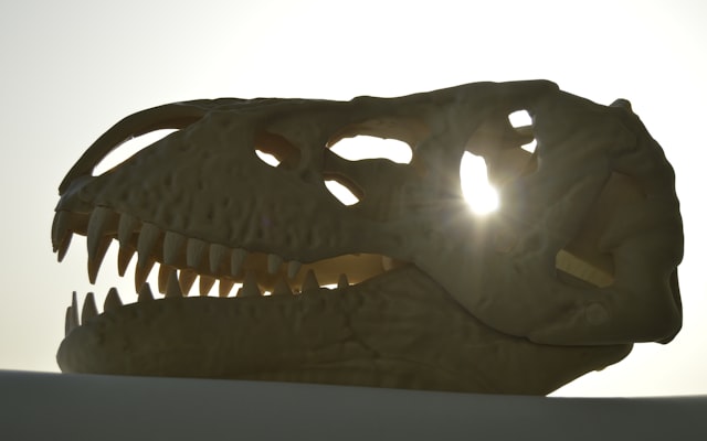 Photo by Richard Multimedia on Unsplash — representative image for Unearth the Magic With Roy Stone