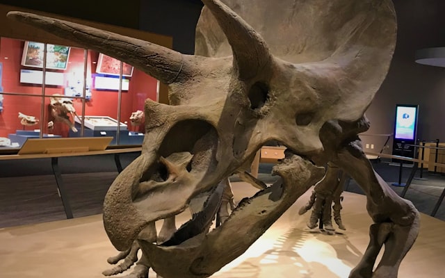 Photo by Richard Martin on Unsplash — representative image for Kids Challenge Room:  Dinosaur Stomp