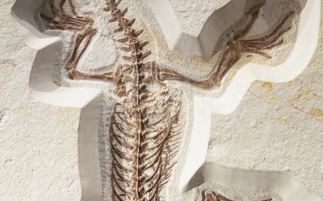 Photo by Markus Spiske on Unsplash β representative image for Summer Reading Event: Extreme Dinosaur Program