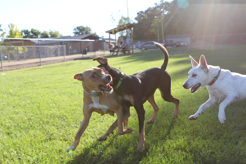 Photo by Judy Beth Morris on Unsplash — representative image for Alice Frost Kennedy Dog Park