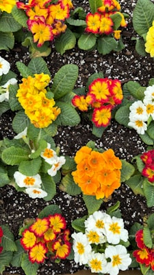 Photo by Agostina Prigioni on Unsplash — representative image for Fourth Street Shopping District — Berkeley