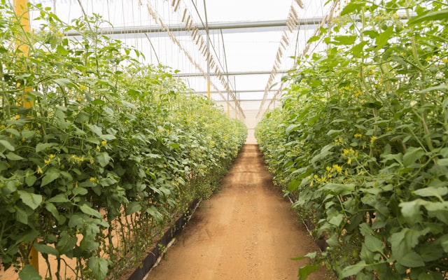 Greenhouse with rows of plants