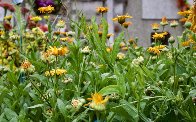 Photo by Diego L. on Unsplash — representative image for NAMI Class: Grow With Me! for Teens