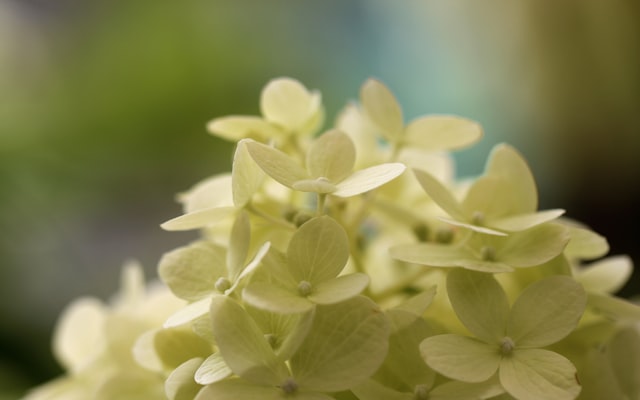 Photo by Sandy Millar on Unsplash — representative image for Dee's Garden of the Senses