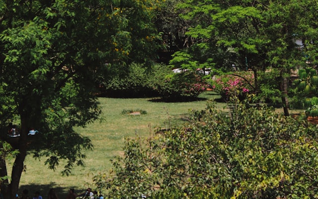 Green park with people under trees