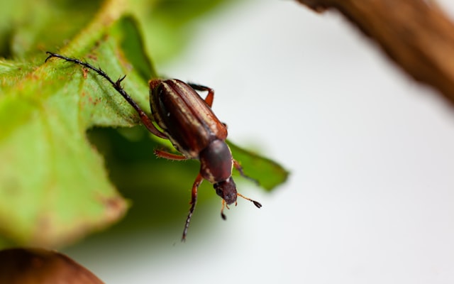 Photo by Ian Talmacs on Unsplash — representative image for Critchlow Alligator Sanctuary's LIVE Reptile Show!