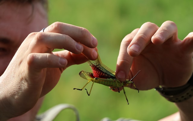 Photo by Lilishia Gounder on Unsplash — representative image for The Butterfly Pavilion Presents: Bug Safari!
