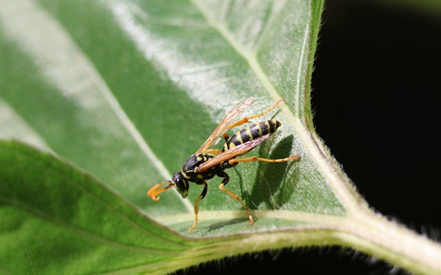 Photo by Andrey Larionov on Unsplash — representative image for Repticon Denver - Reptile & Exotic Animal Show