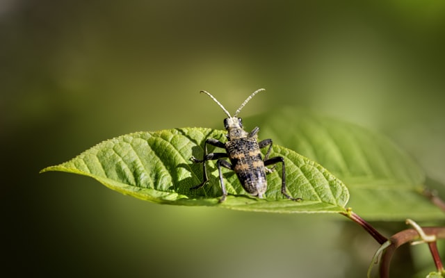 Photo by Erik Karits on Unsplash — representative image for Insane Insects Week Crafternoon: Bug Masks
