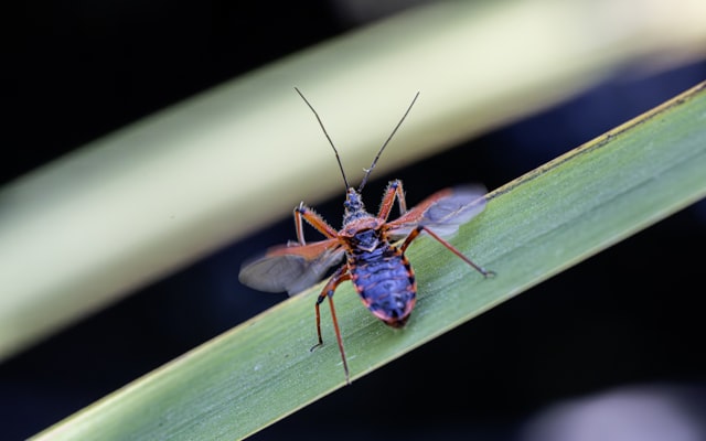 Photo by Erik Karits on Unsplash — representative image for All About Axolotls