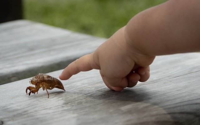 Photo by Picsum on Unsplash — representative image for Critter Crawl Night Tour