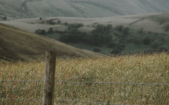 Photo by Annie Spratt on Unsplash — representative image for Saco River Market