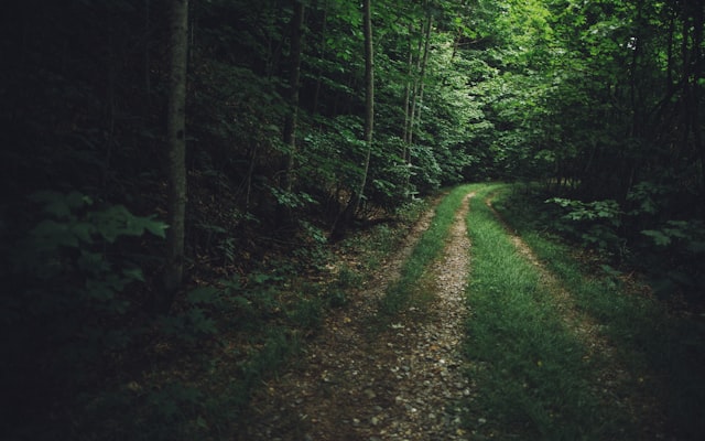 Logging road in Blue Ridge mountains