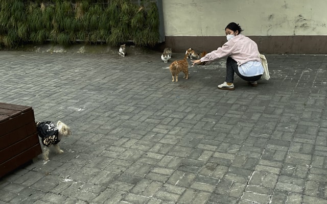 Photo by Geralty Yichen on Unsplash — representative image for Read to the Dogs