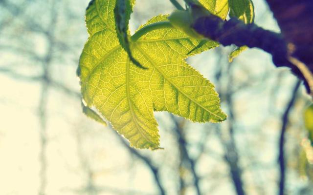 Photo by Doğu Tuncer on Unsplash — representative image for Lucca Italian Chophouse