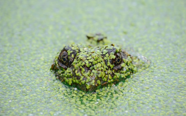 Photo by Ahmet Kurt on Unsplash — representative image for STEAM Lab