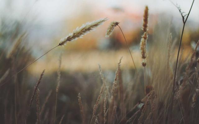 Photo by Max Griss on Unsplash — representative image for Coconut Thai Cuisine