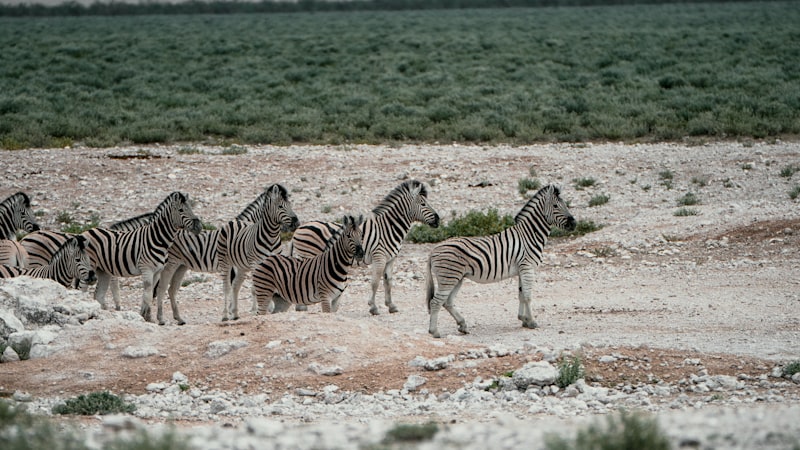 Photo by NIR HIMI on Unsplash — representative image for Attracting Hummingbirds, Butterflies, and Other Wildlife to Your Yard