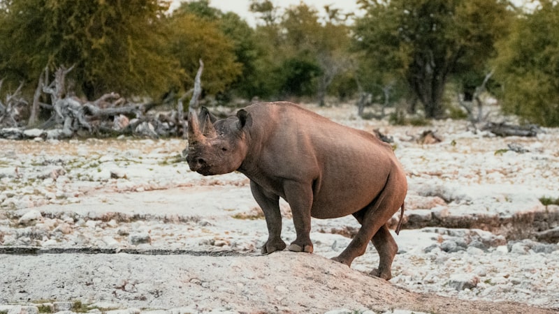 Photo by NIR HIMI on Unsplash — representative image for Celebrating 33 Years of Wildlife Conservation
