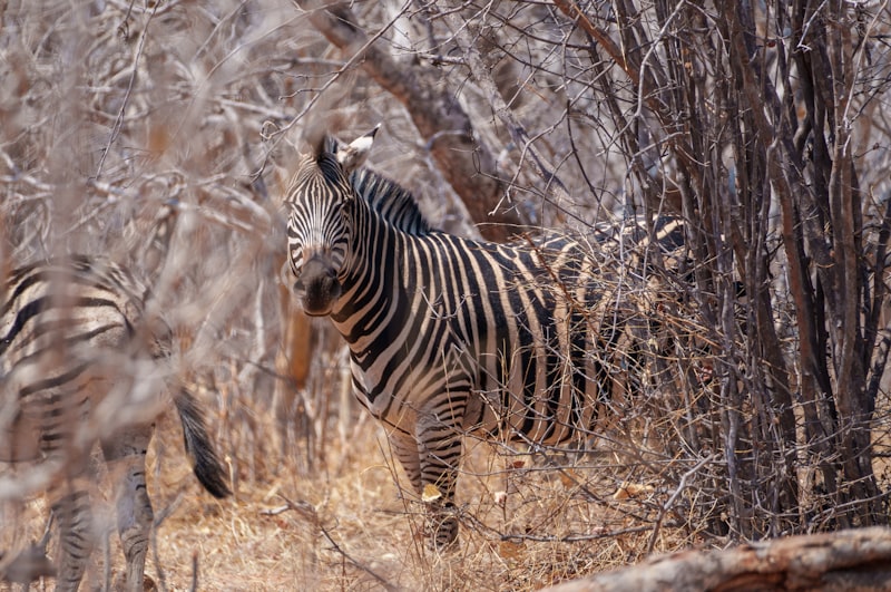 Photo by Ed Wingate on Unsplash — representative image for Rocky Mountain Arsenal National Wildlife Refuge