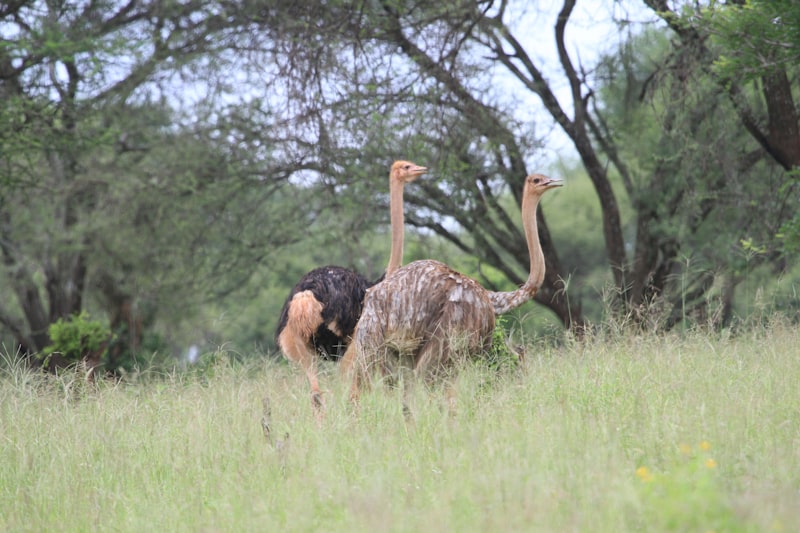Photo by Safari Requests on Unsplash — representative image for Life Lab: Attracting Wildlife