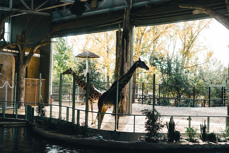 Photo by Ali Kazal on Unsplash — representative image for Bearizona Wildlife Park