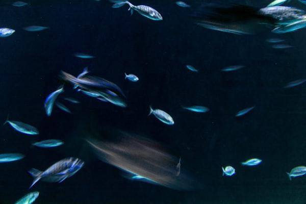 aquarium image
