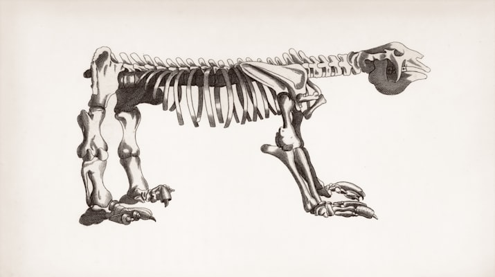 dinosaur image