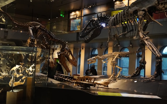 Dinosaur skeletons in museum hall