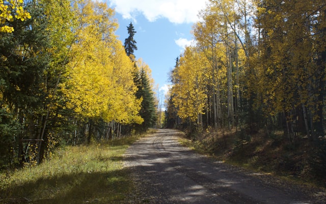Forest with autumn colors at sunrise