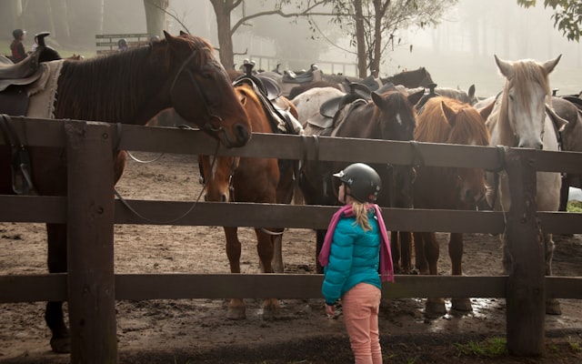 Boy petting a goat through a fence
