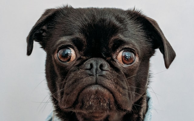 Cute dog looking at camera